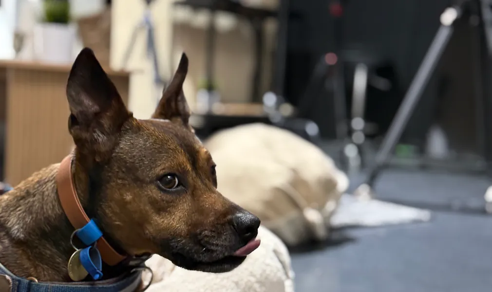 Billy, the Creative Kicks dog