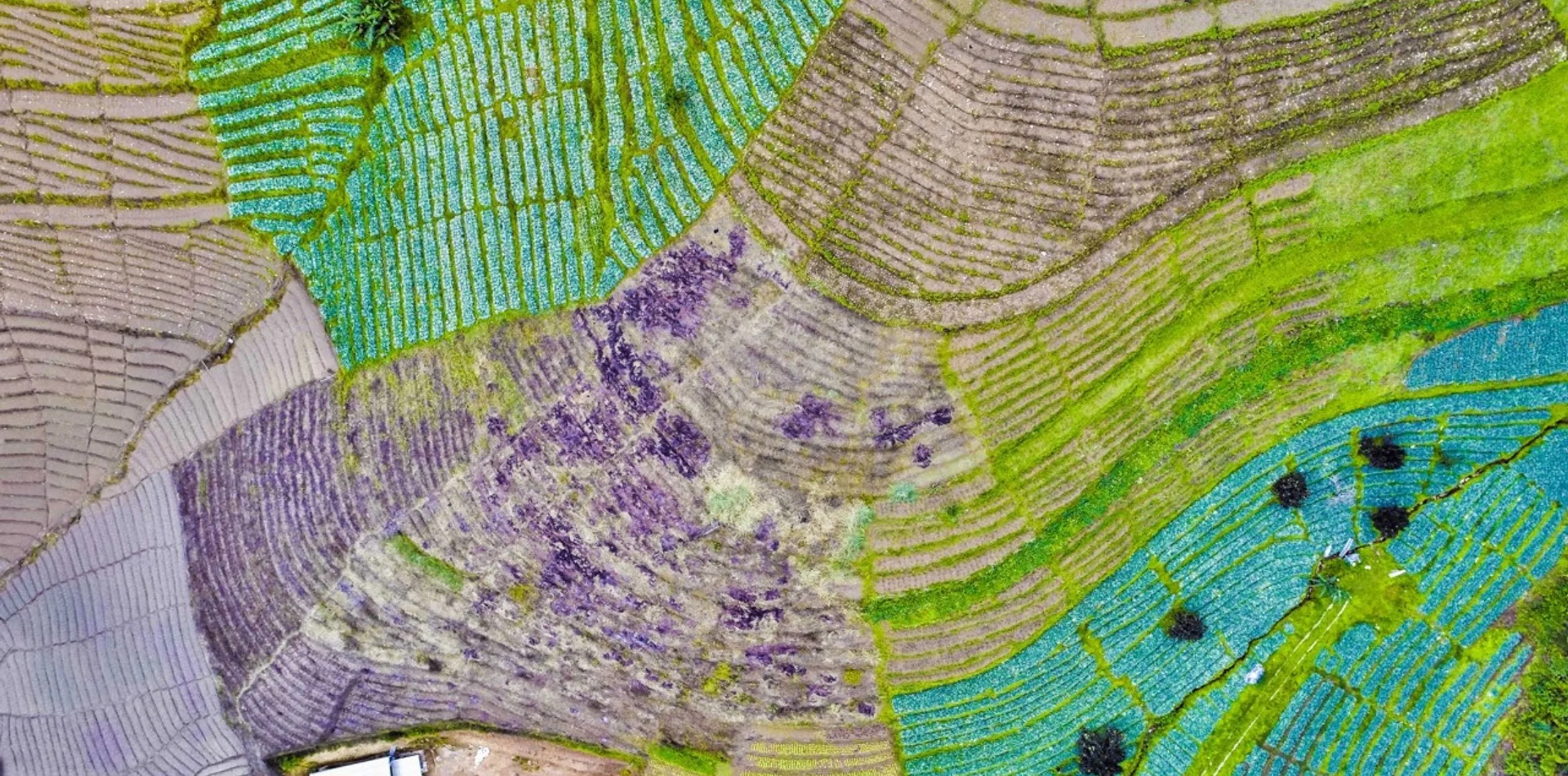 Drone view of terraced farmland overseas